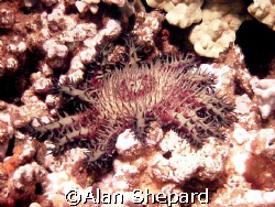Crown of Thorns by Alan Shepard 